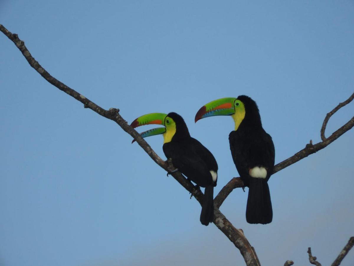 El Nido Del Tucan Villa Torio Eksteriør billede